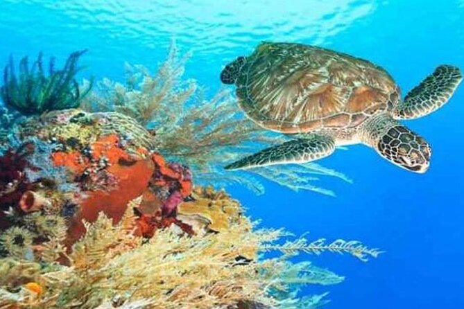 Skip the Line Hurghada Grand Aquarium Transfer & Entrance - Booking Price
