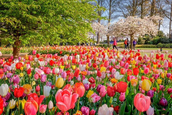 Skip-The-Line Keukenhof Gardens and Tulip Fields Tour From Amsterdam - Pickup Details and Cancellation Policy