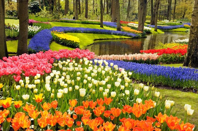 Skip-The-Line Keukenhof Gardens Sighseeing Tour From Amsterdam - Driver Service and Experience