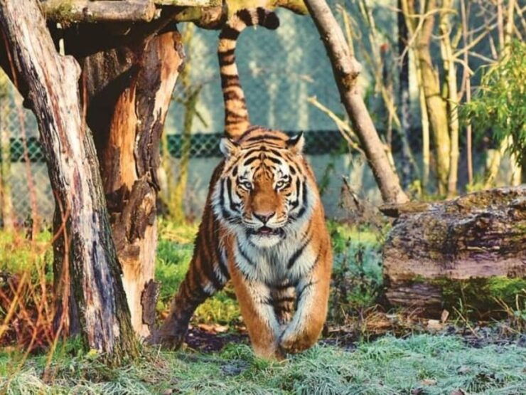 Skip The Line : Nahargarh Biological Park Tour, Jaipur - Wildlife Experience
