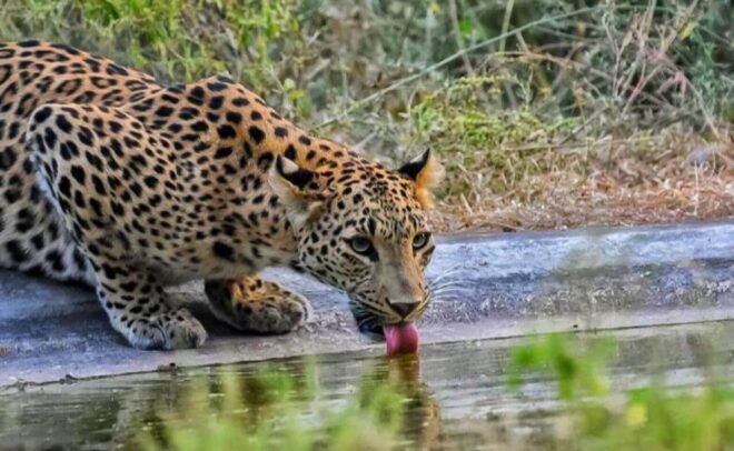 Skip The Line : Nahargarh Biological Park Tour, Jaipur - The Sum Up