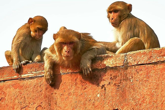 Skip the Line: Taj Mahal Sunrise Tour From - Delhi (All-Inclusive) - Cancellation Policy