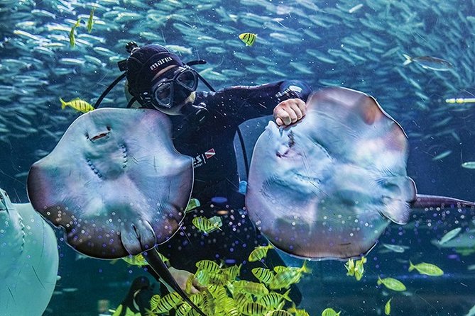 Skip the Line: the Greatest Urban Aquarium COEX Ticket (Not Applicable for Korean Residents) - Ticket Pricing and Value