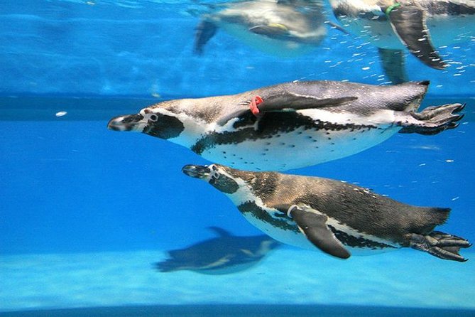 Skip the Line: the Greatest Urban Aquarium COEX Ticket (Not Applicable for Korean Residents) - Cancellation Policy