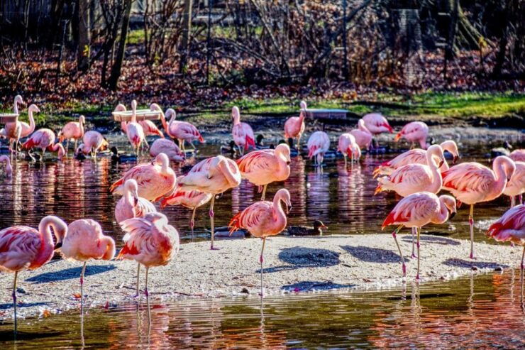 Skip-The-Line Tickets to Bronx Zoo With Private Transfers - Experience at Bronx Zoo