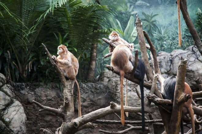 Skip-The-Line Tickets to Bronx Zoo With Private Transfers - Common Questions