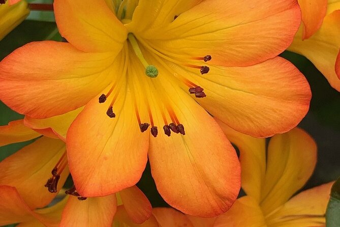 Skip the Line: Vallarta Botanical Garden Admission Ticket - Traveler Tips and Recommendations