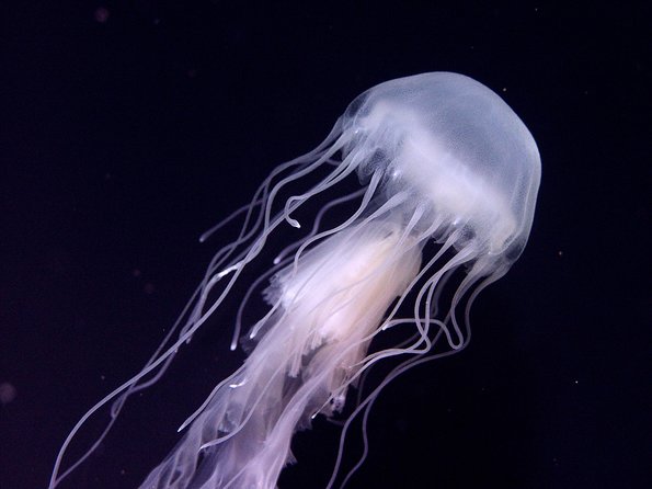 Skip the Ticketing Line: Aquarium of the Pacific General Admission Ticket - Cancellation Policy