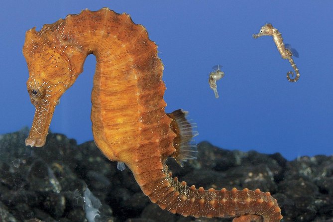 Skip the Ticketing Line: Aquarium of the Pacific General Admission Ticket - Family-Friendly Environment