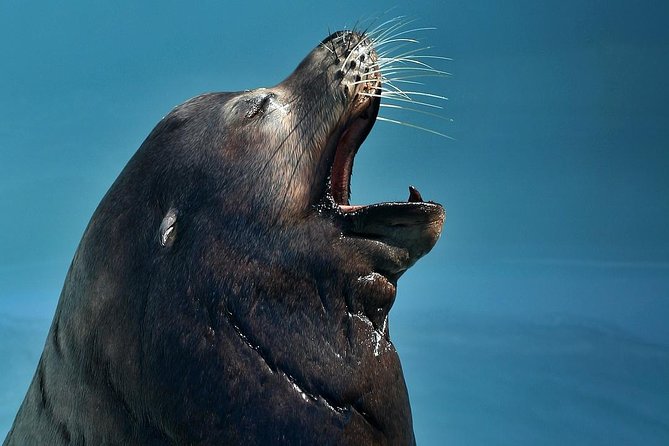 Skip the Ticketing Line: Aquarium of the Pacific General Admission Ticket - The Sum Up