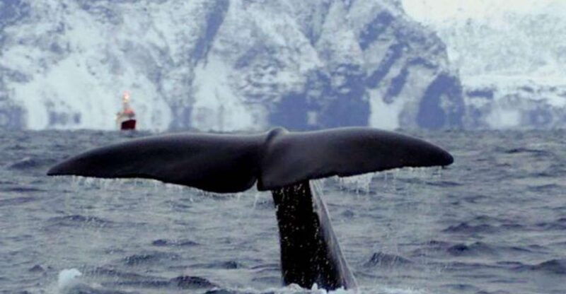 Skjervøy: Birds and Wildlife of Arctic Norway - How it Compares to Other Arctic Tours
