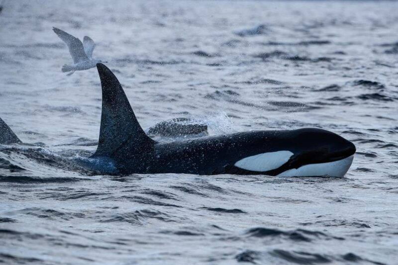 Skjervøy: Orca and Whale-Watching comfort heated Boat Trip - An In-Depth Look at the Whale-Watching Experience