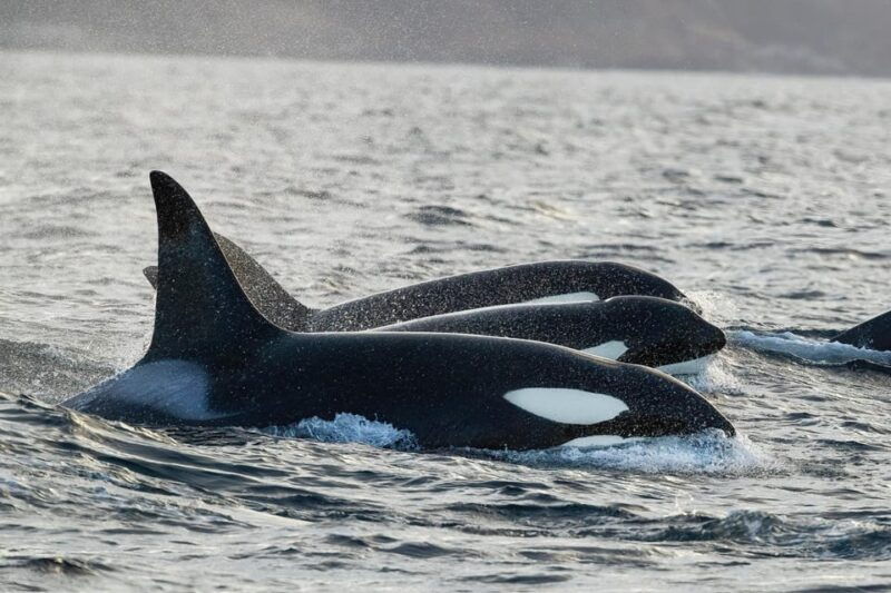 Skjervøy: Orca and Whale-Watching comfort heated Boat Trip - Who Will Love This Tour?