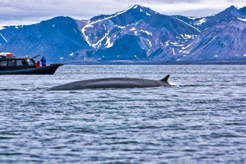 Skjervøy: Orca and Whale-Watching comfort heated Boat Trip - The Sum Up
