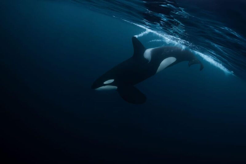 Skjervøy: Orca and Whale-Watching comfort heated Boat Trip - Frequently Asked Questions