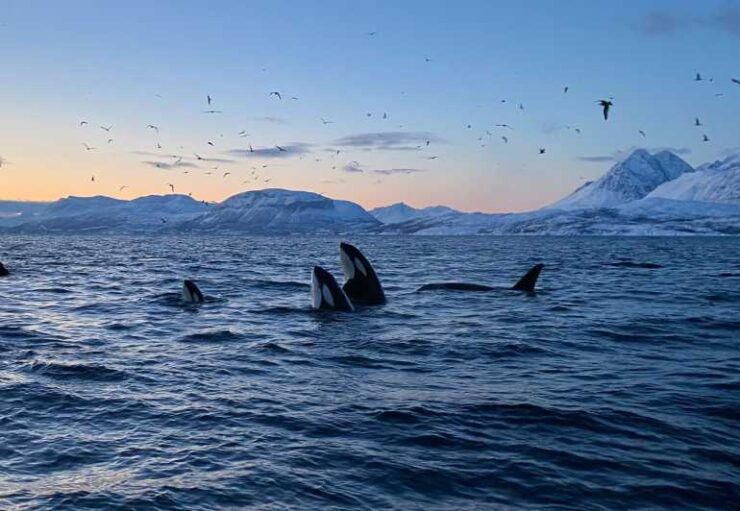 Skjervøy: Whale and Orca Watching Tour by RIB Boat - Activity Highlights