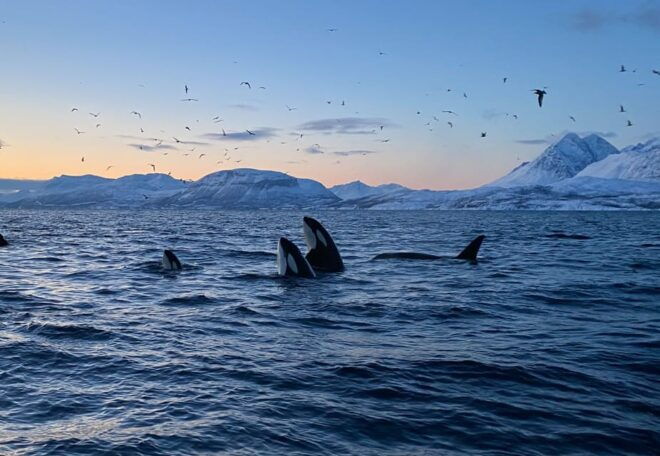 Skjervøy: Whale and Orca Watching Tour by RIB Boat - Location and Meeting Point