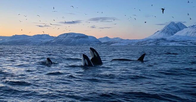 Skjervøy: Whale and Orca Watching Tour by RIB Boat - Duration and Pricing