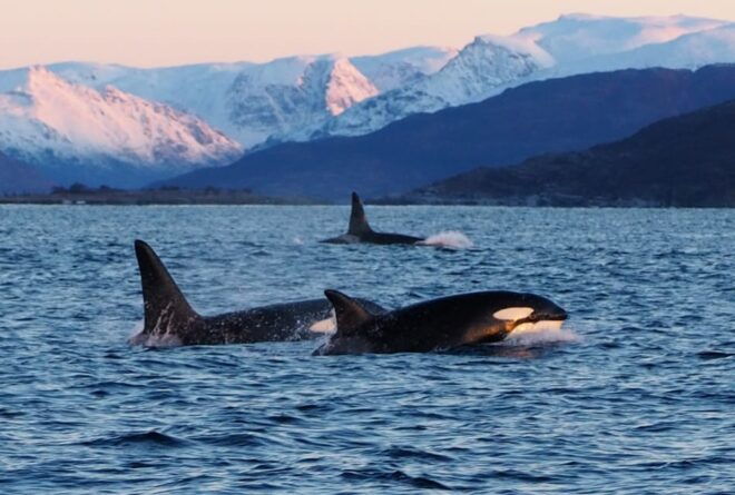 Skjervøy: Whale and Orca Watching Tour by RIB Boat - Languages Offered