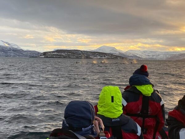 Skjervøy: Whale and Orca Watching Tour by RIB Boat - Safety and Restrictions