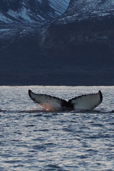 Skjervøy: Whale and Orca Watching Tour by RIB Boat - Customer Feedback