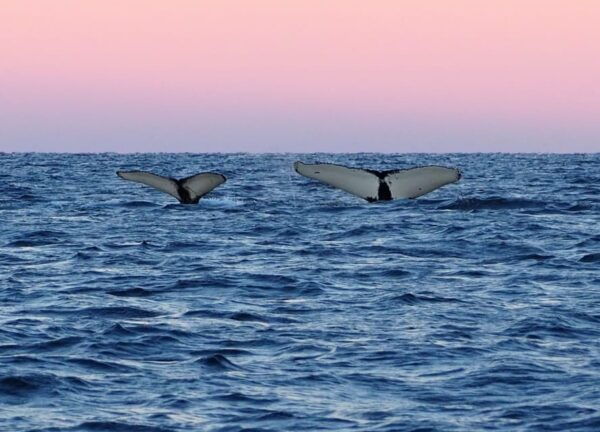 Skjervøy: Whale and Orca Watching Tour by RIB Boat - Important Considerations