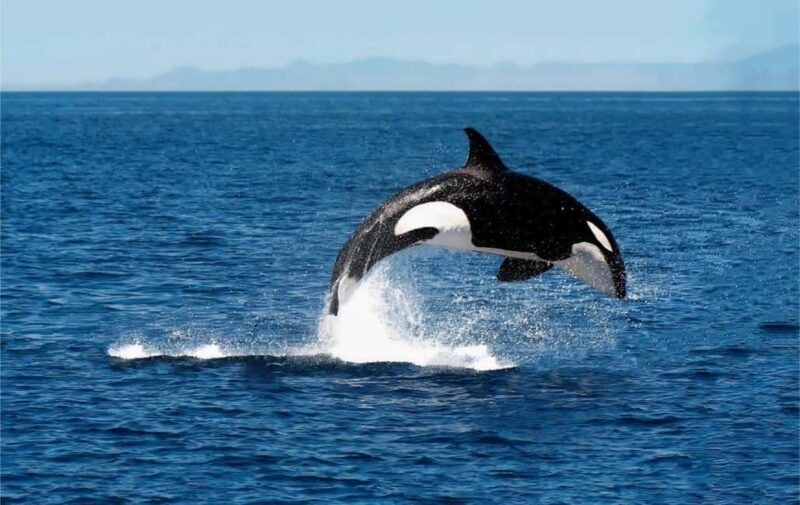 Skjervøy: Whale-Watching RIB Tour (No transfer from Tromso) - The Sum Up