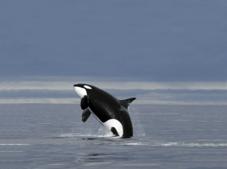 Skjervøy: Whale-Watching RIB Tour - Good To Know