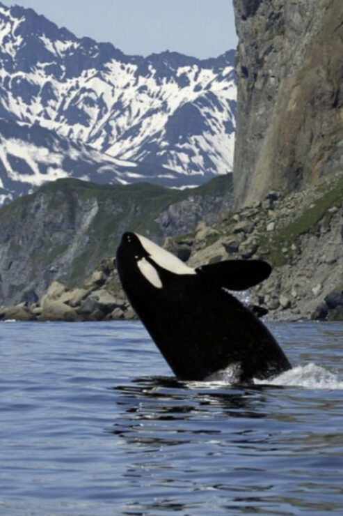 Skjervøy: Whale-Watching RIB Tour - Pricing Details