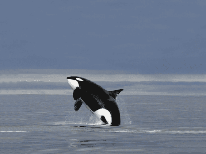 Skjervøy: Whale-Watching RIB Tour - Highlights of the Experience