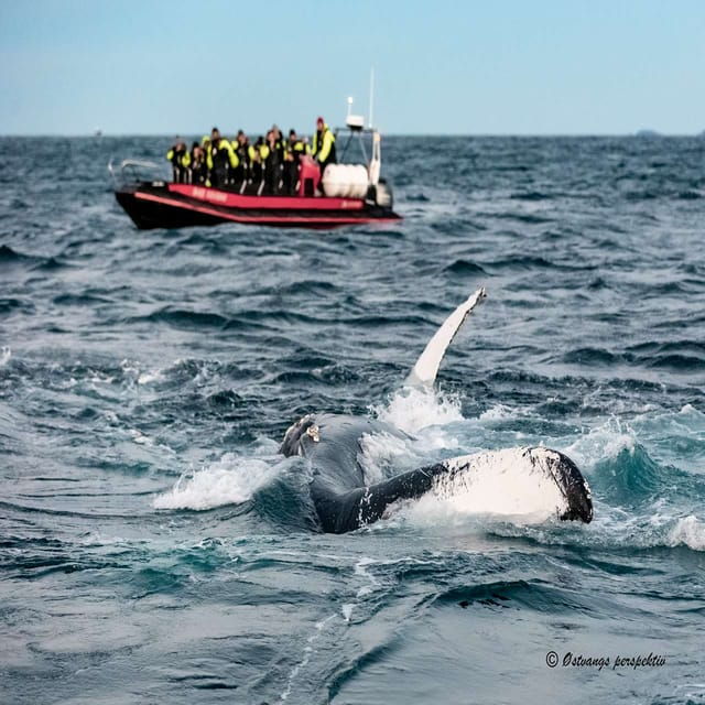 Skjervøy: Whale-Watching RIB Tour - Specialized Equipment and Clothing