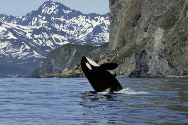 Skjervøy: Whale-Watching RIB Tour - Accessibility and Restrictions