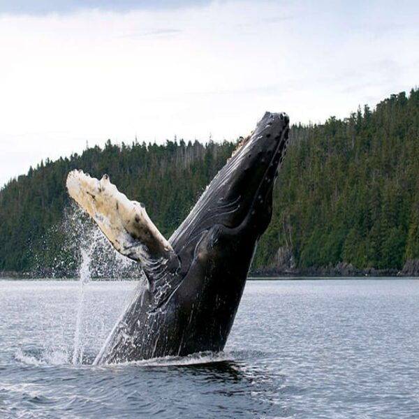 Skjervøy: Whale-Watching RIB Tour - Meeting Point and Directions
