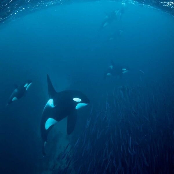 Skjervøy: Whale-Watching RIB Tour - Frequently Asked Questions