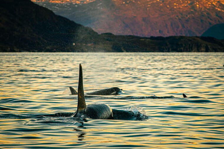 Skjervøy: Whale Watching with RIB Boat and Local Guide - Who Would Love This Tour?