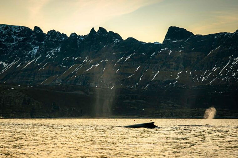 Skjervøy: Whale Watching with RIB Boat and Local Guide - Final Thoughts