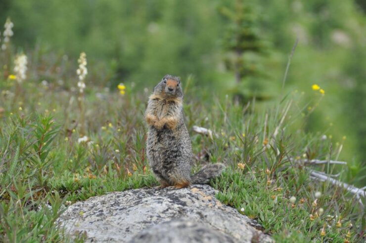 Skoki Lake Louise Daily Guided Hike in the Canadian Rockies - Tour Information and Highlights