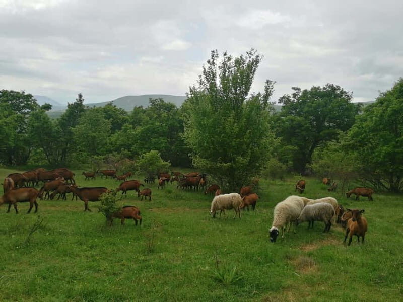 Skopje: Brodec  Spirova Hut  Crn Kamen Hike Tour - An In-Depth Look at the Tour Experience
