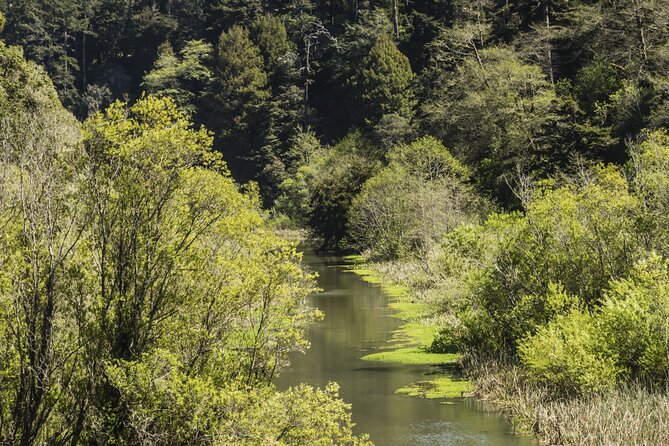 Skunk Train: Pudding Creek Express From Fort Bragg - Scenic Train Ride Along the Pudding Creek Estuary