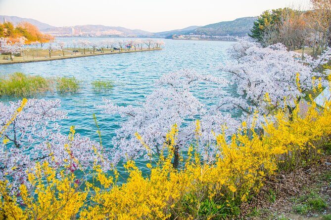 Sky Capsule with Cherry Blossom & Spring Flowers Tour from Busan - Practical Aspects & Value