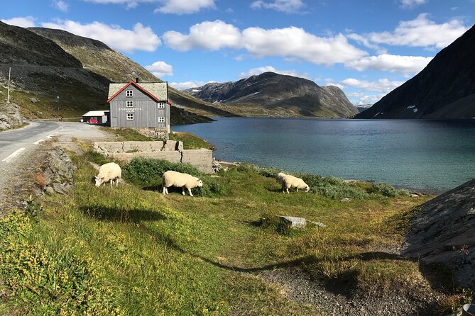 Sky to Fjord Geiranger Downhill Biking Adventure - Questions and Help Center