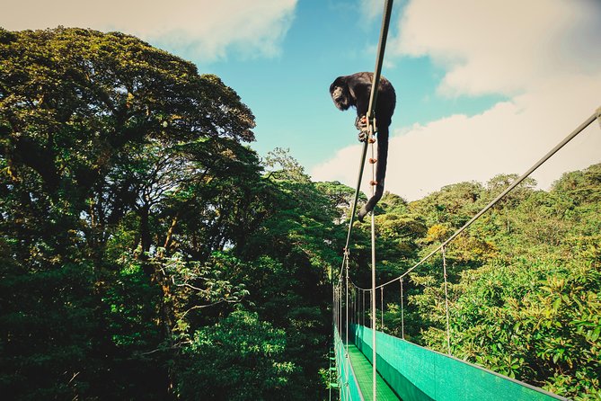 Sky Walk From Monteverde - Tour Highlights