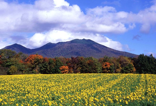 SkyExpress: Furano & Biei Customised Private Day Tour (Up to 15 Passengers) - Tour Highlights
