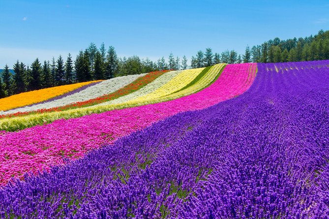 SkyExpress: Furano & Biei Customised Private Day Tour (Up to 3 Passengers) - Price & Booking