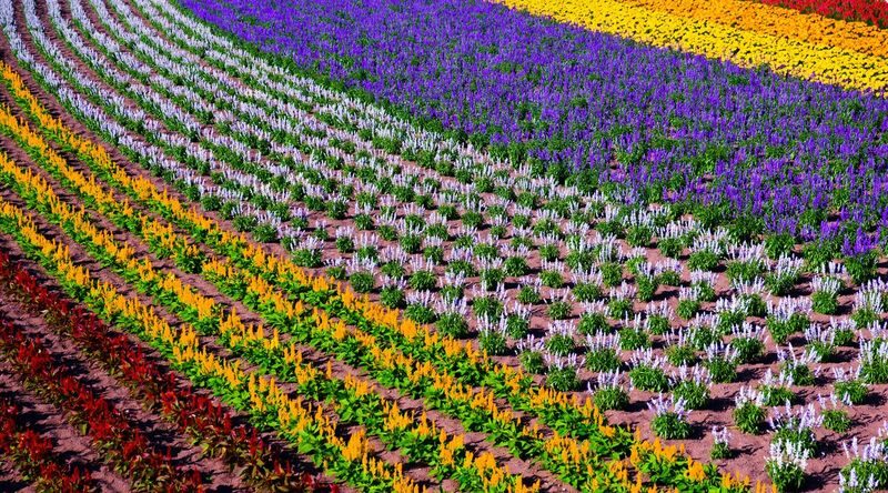 SkyExpress: Furano & Biei Customized Private Day Tour (1-8 Guests) - A private route from Sapporo to Furano and Biei