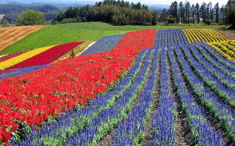 SkyExpress: Furano & Biei Customized Private Day Tour (1-8 Guests) - What the price includes, and what it does not