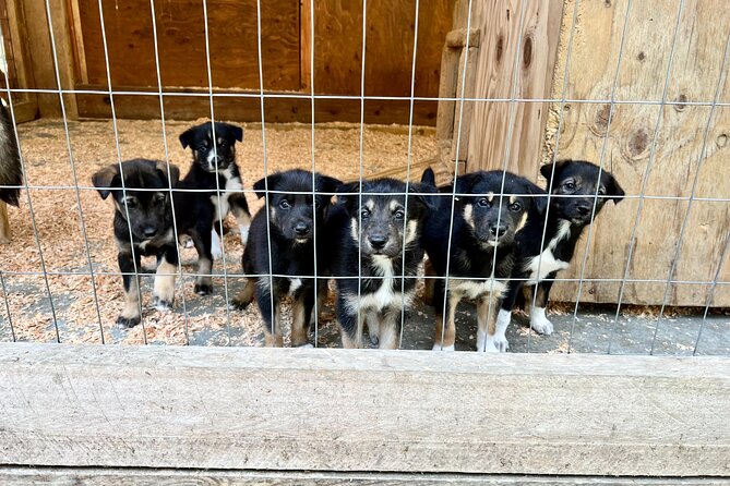 Sled Dog Discovery in Juneau - Directions