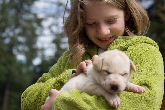 Sled Dog Discovery in Juneau - The Sum Up