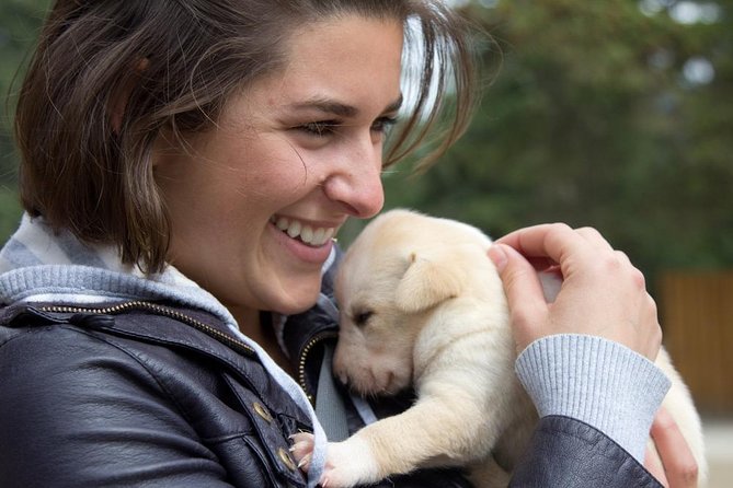 Sled Dog Discovery in Skagway - Tips for a Memorable Experience