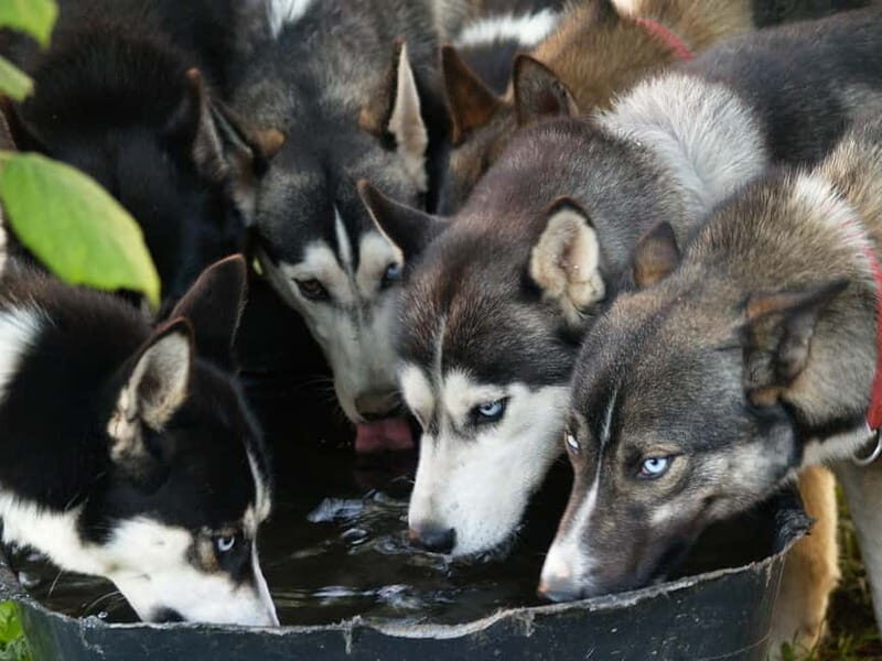SLED DOG KENNEL VISIT TARTU COUNTRY ESTONIA - Good To Know